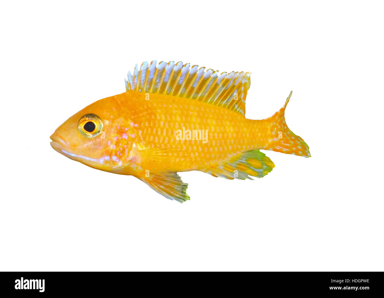 Aquarium Fish dwarf Cichlid-Aulonocara(Aulonocara sp. Orchidea Red) Stock Photo