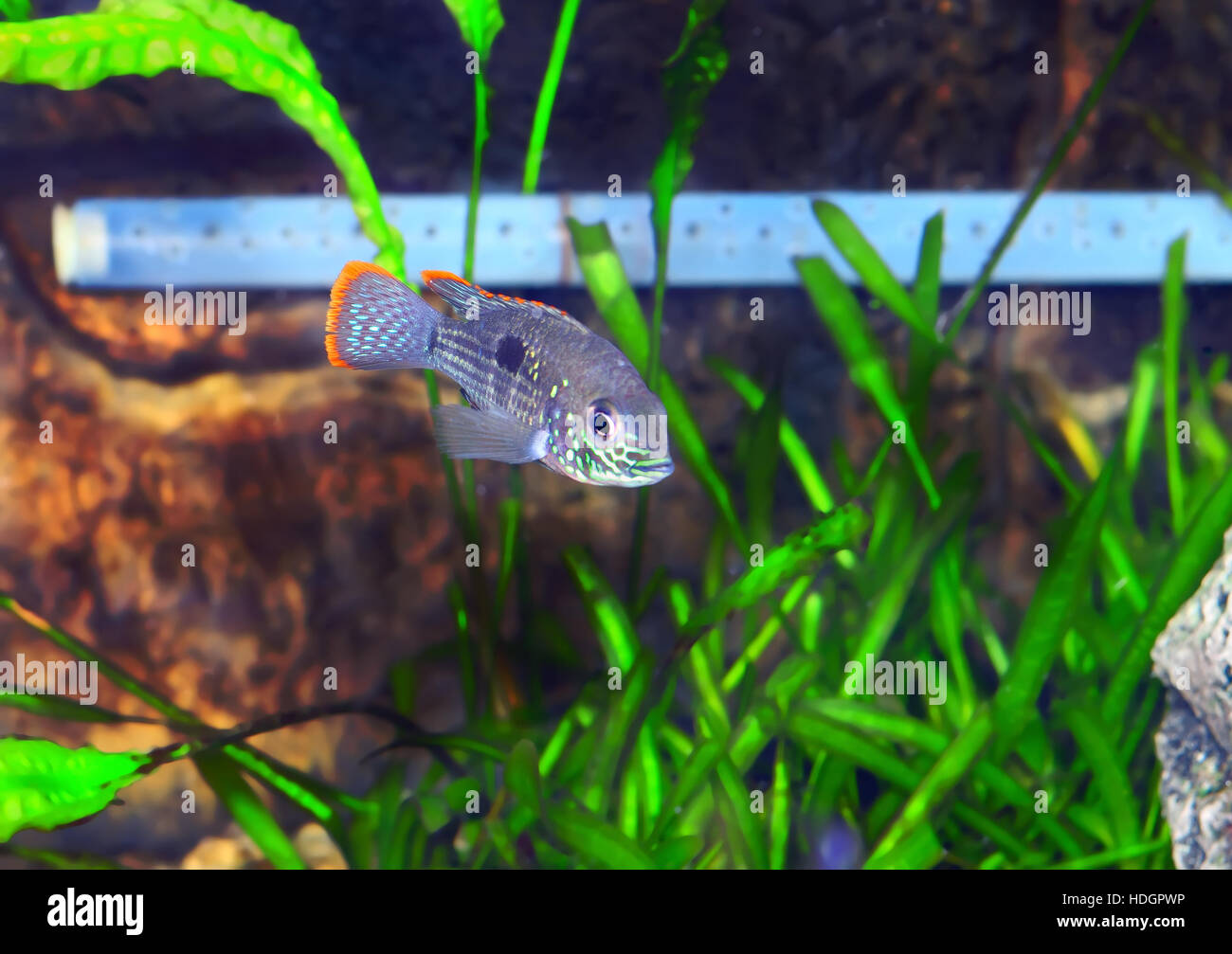 Aquarium Fish dwarf Cichlid.  (Apistogramma nijsseni). Stock Photo