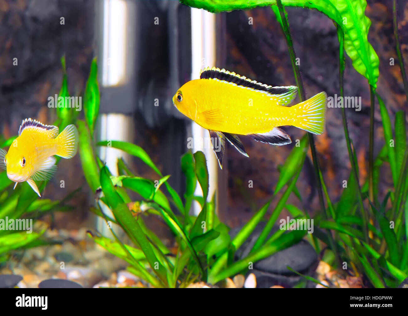 Aquarium Fish- Cichlid Hummingbird Yellow.(Labidochromis caeruleus) Stock Photo