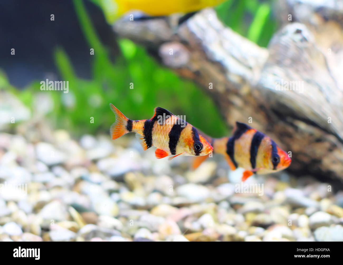 Shoal of aquarium fish-Barbus-five-banded barb. (Barbus pentazona) Stock Photo