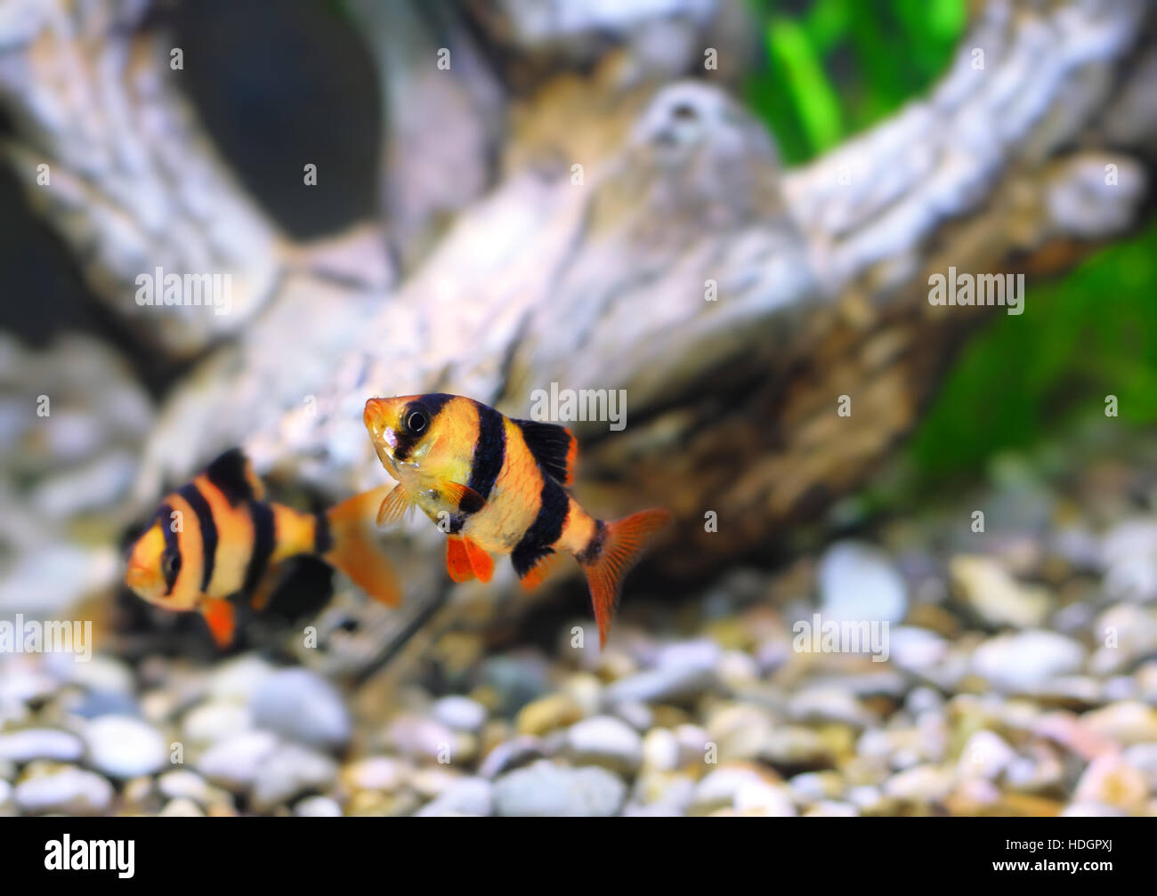 Shoal of aquarium fish-Barbus-five-banded barb. (Barbus pentazona) Stock Photo