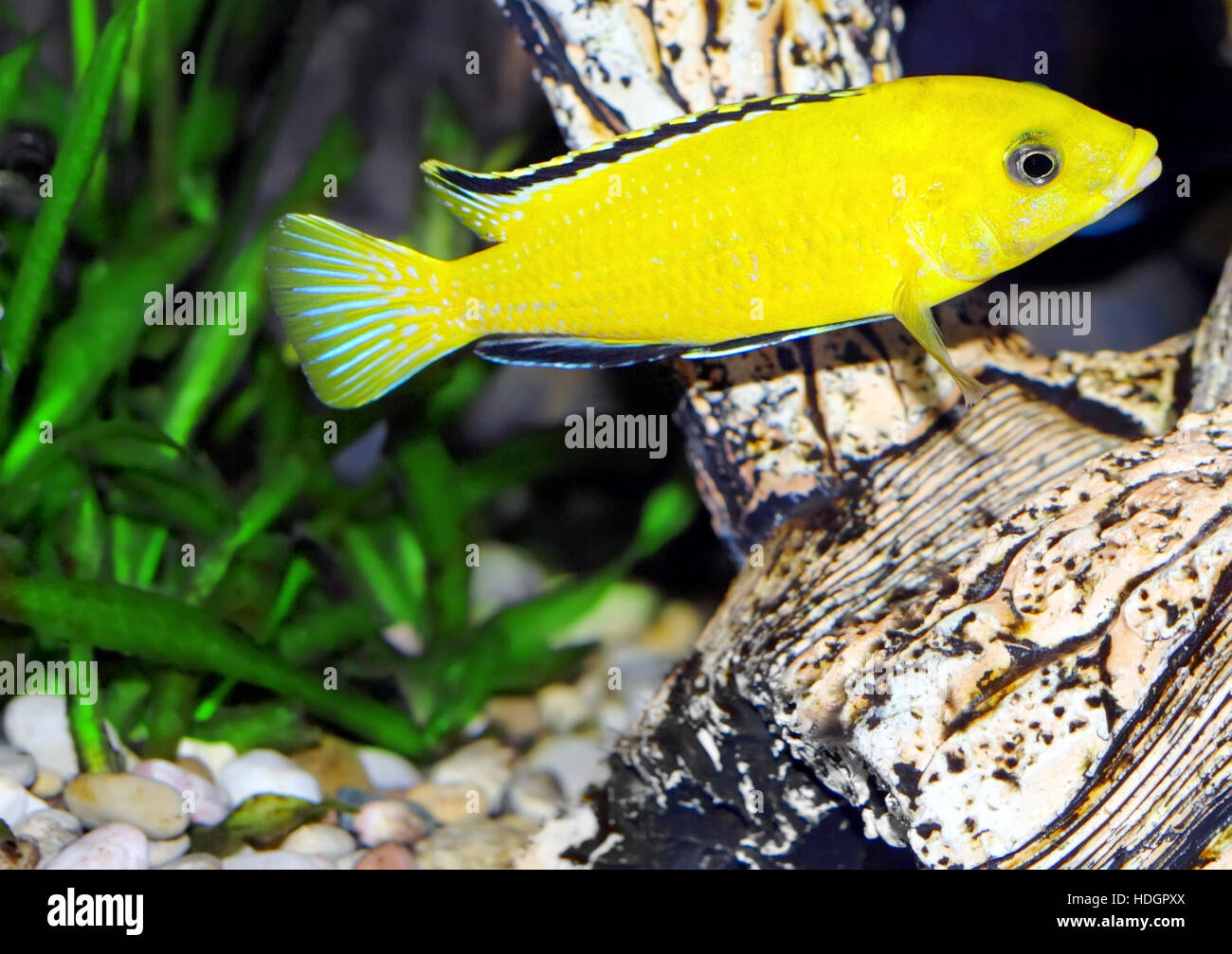 Aquarium Fish- Cichlid Hummingbird Yellow.(Labidochromis caeruleus) Stock Photo