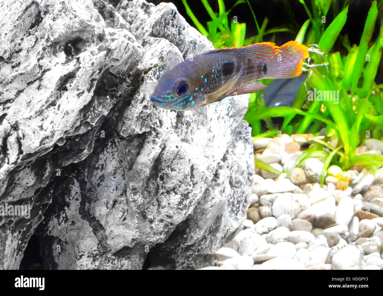 Aquarium Fish dwarf Cichlid.  (Apistogramma nijsseni). Stock Photo