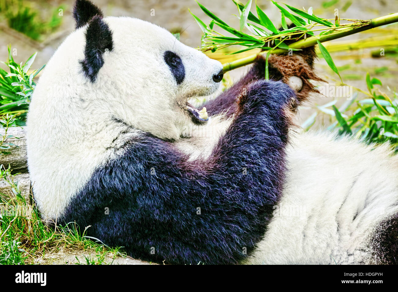 Cute bear panda actively chew a green bamboo sprout. Stock Photo
