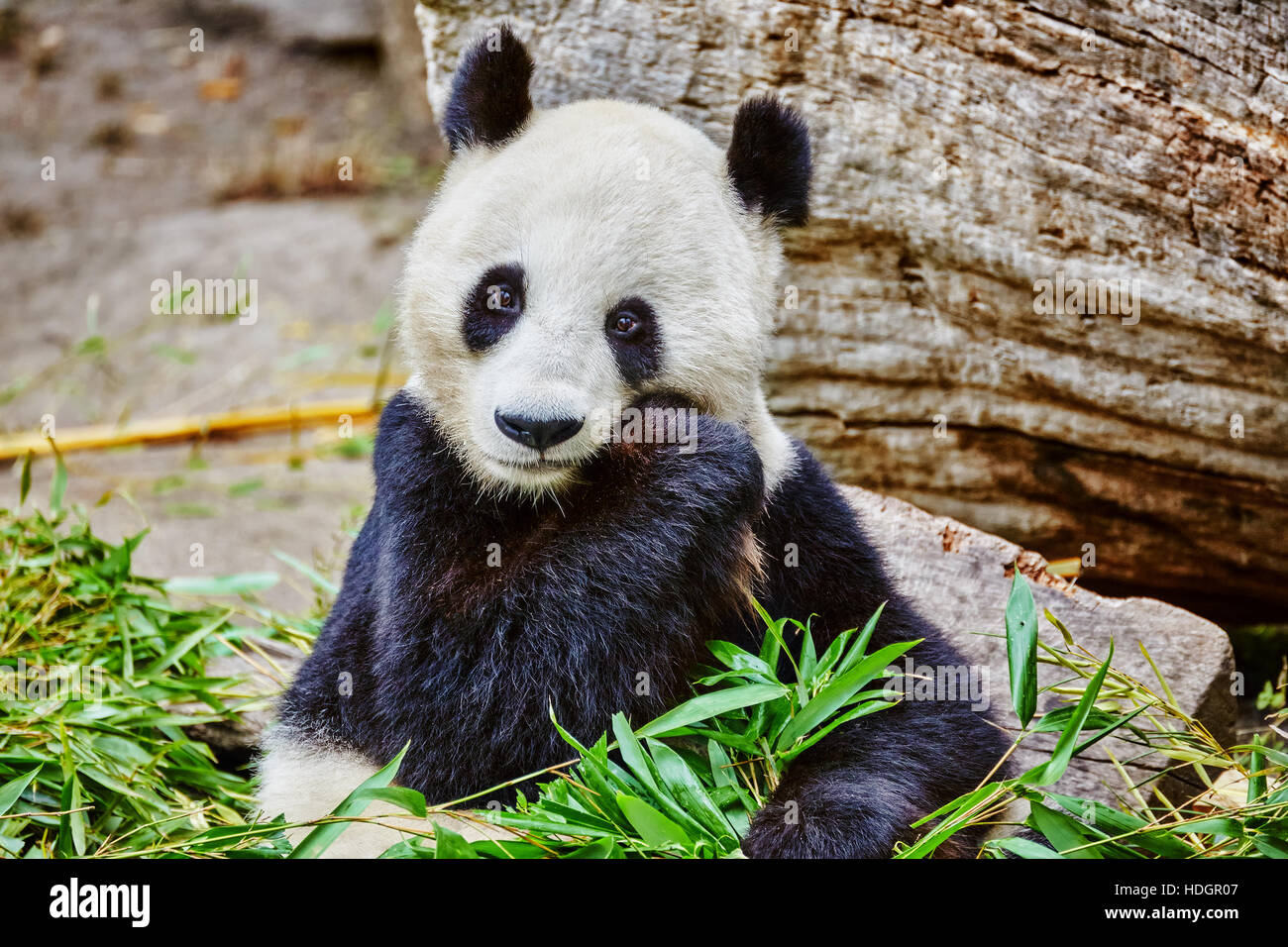 Cute bear panda actively chew a green bamboo sprout. Stock Photo