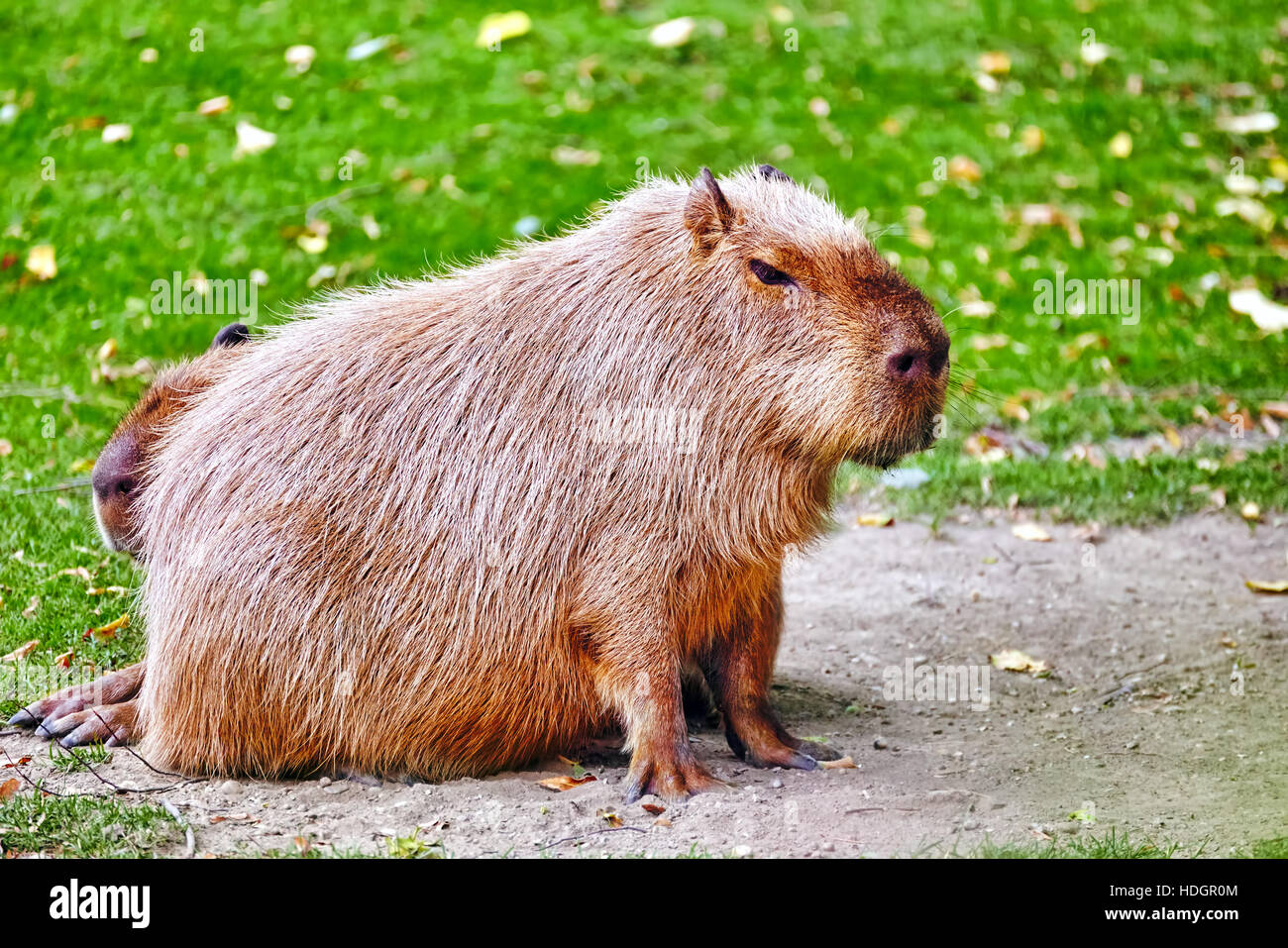 Cute pig water( capybara) in their natural habitat in the outside Stock  Photo - Alamy