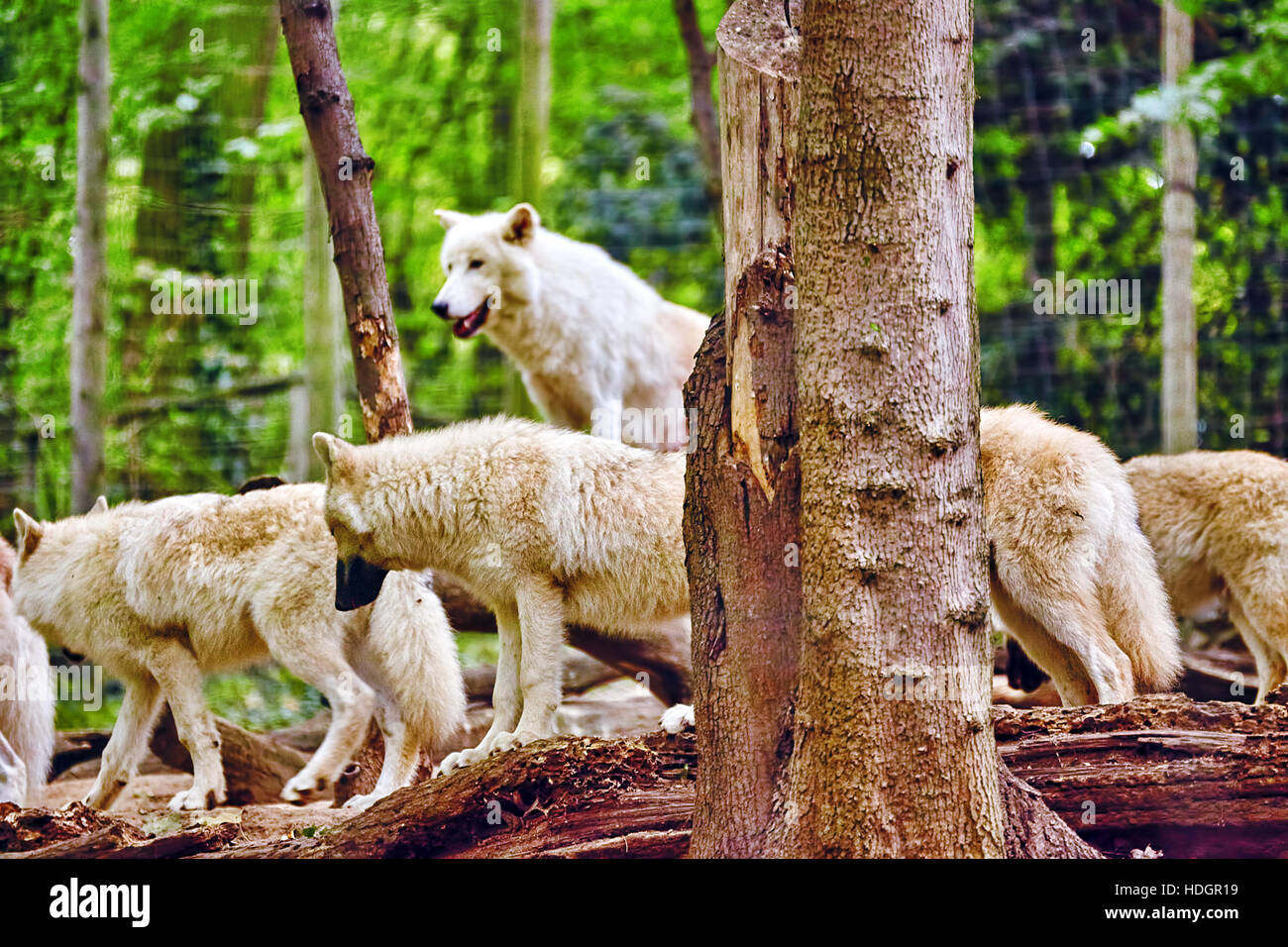 Pack of gray wolves (canis lupus) in its natural habitat. Stock Photo