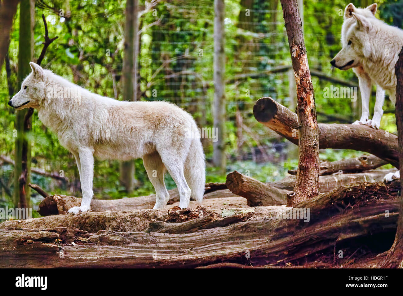 Pack of gray wolves (canis lupus) in its natural habitat Stock Photo - Alamy