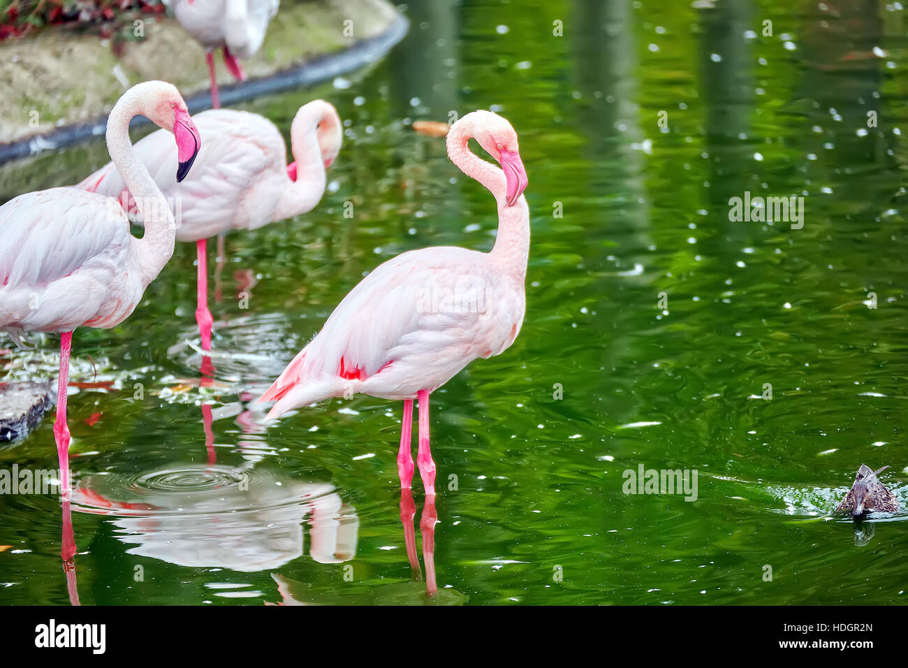 Flock of the Pink flamingo in nature (Phoenicopterus roseus). Stock Photo