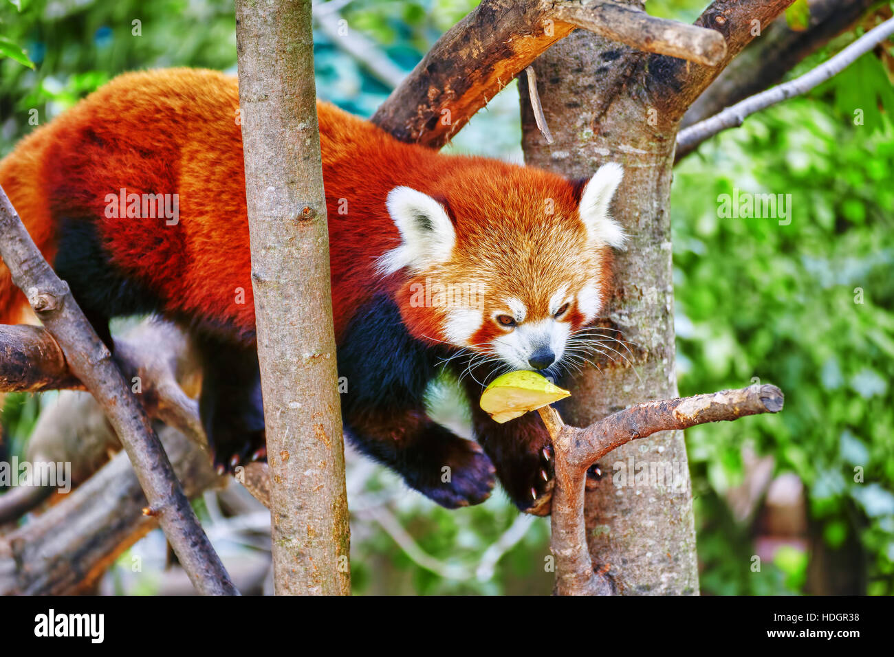 Red Panda in its natural habitat of the wild. Stock Photo