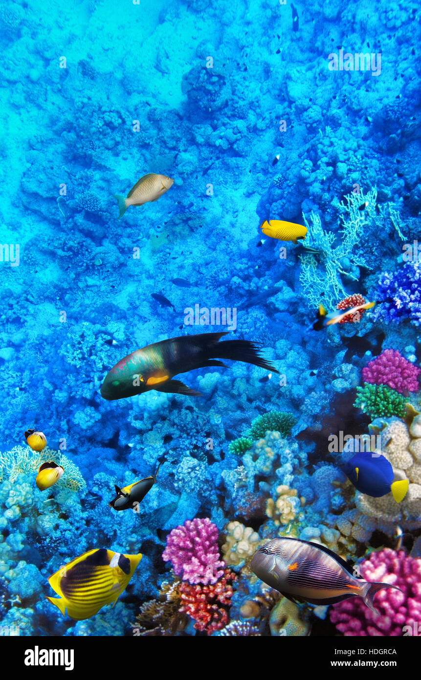 Coral and fish in the Red Sea. Egypt, Africa Stock Photo Alamy