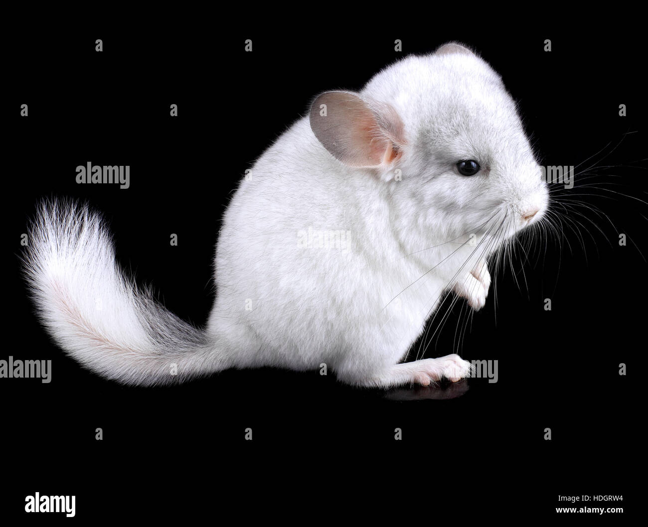 black and white chinchilla