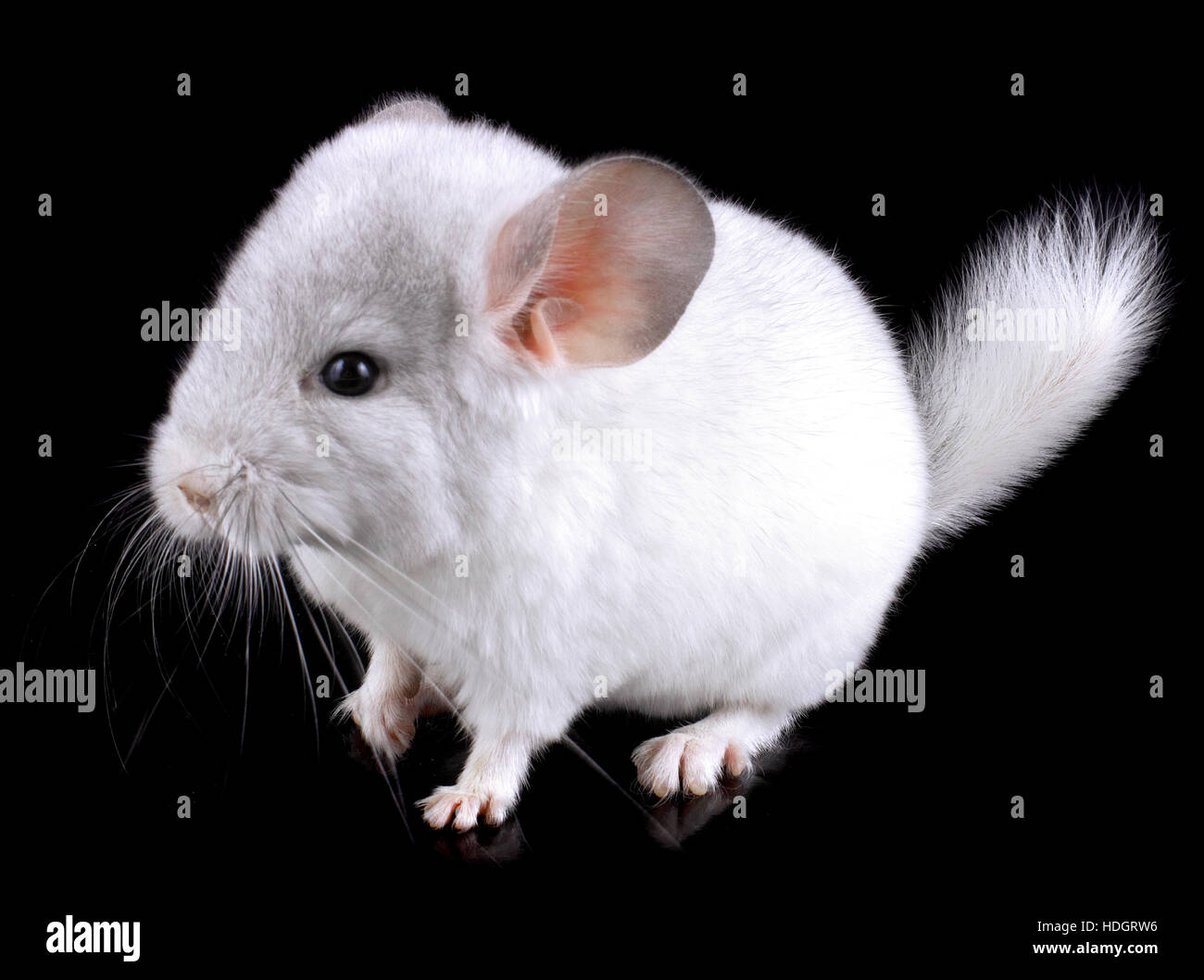 White Baby Ebonite Chinchilla On Black Background Stock Photo Alamy