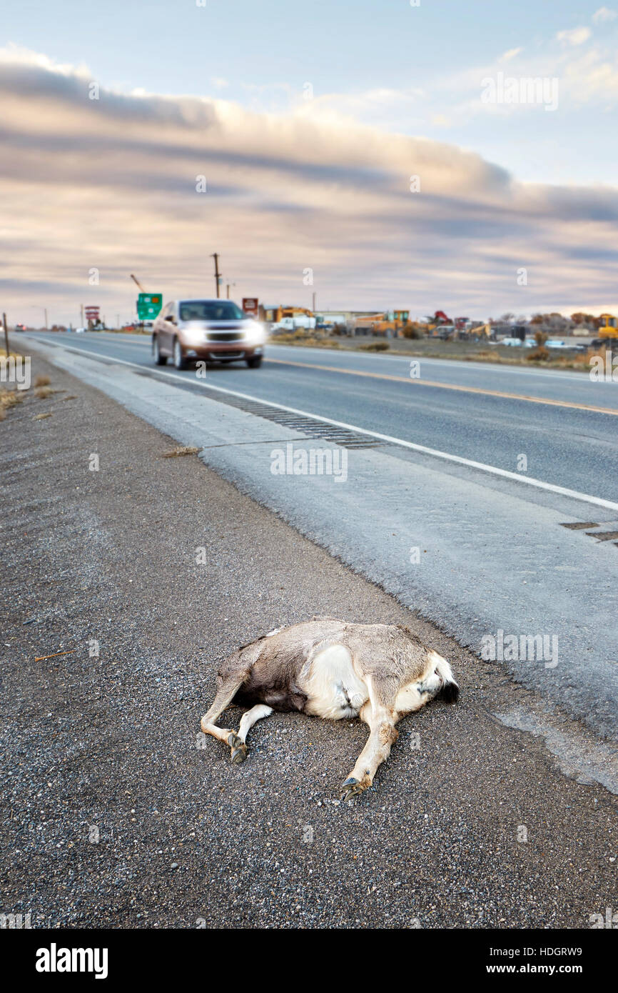 Dead deer hit by a car lying by the road, U.S. Highway 14, Wyoming, USA. Stock Photo