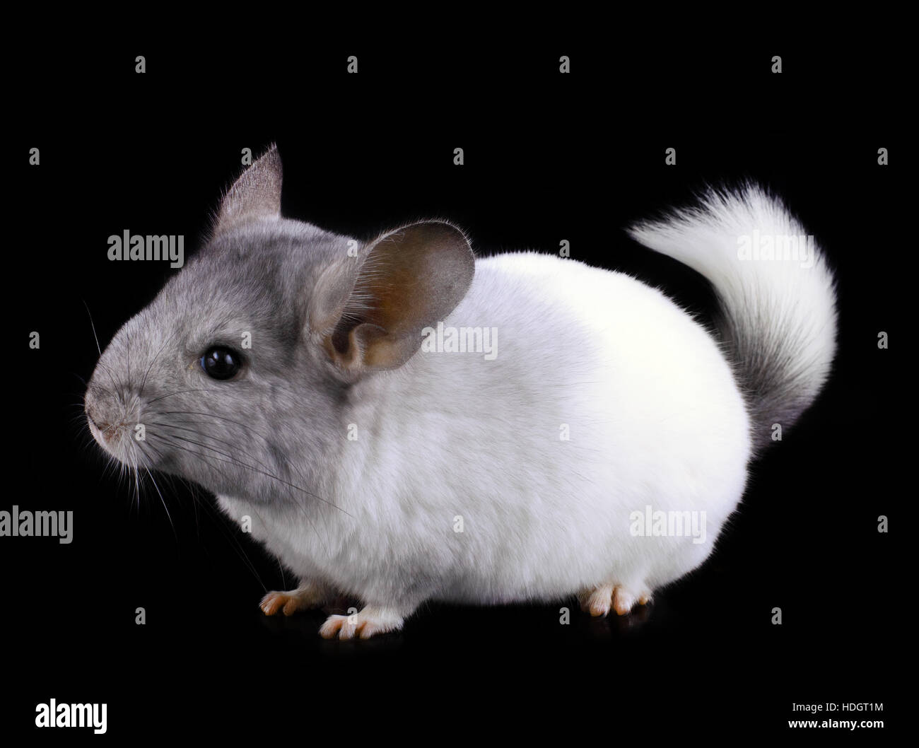 White ebonite chinchilla on black background Stock Photo - Alamy
