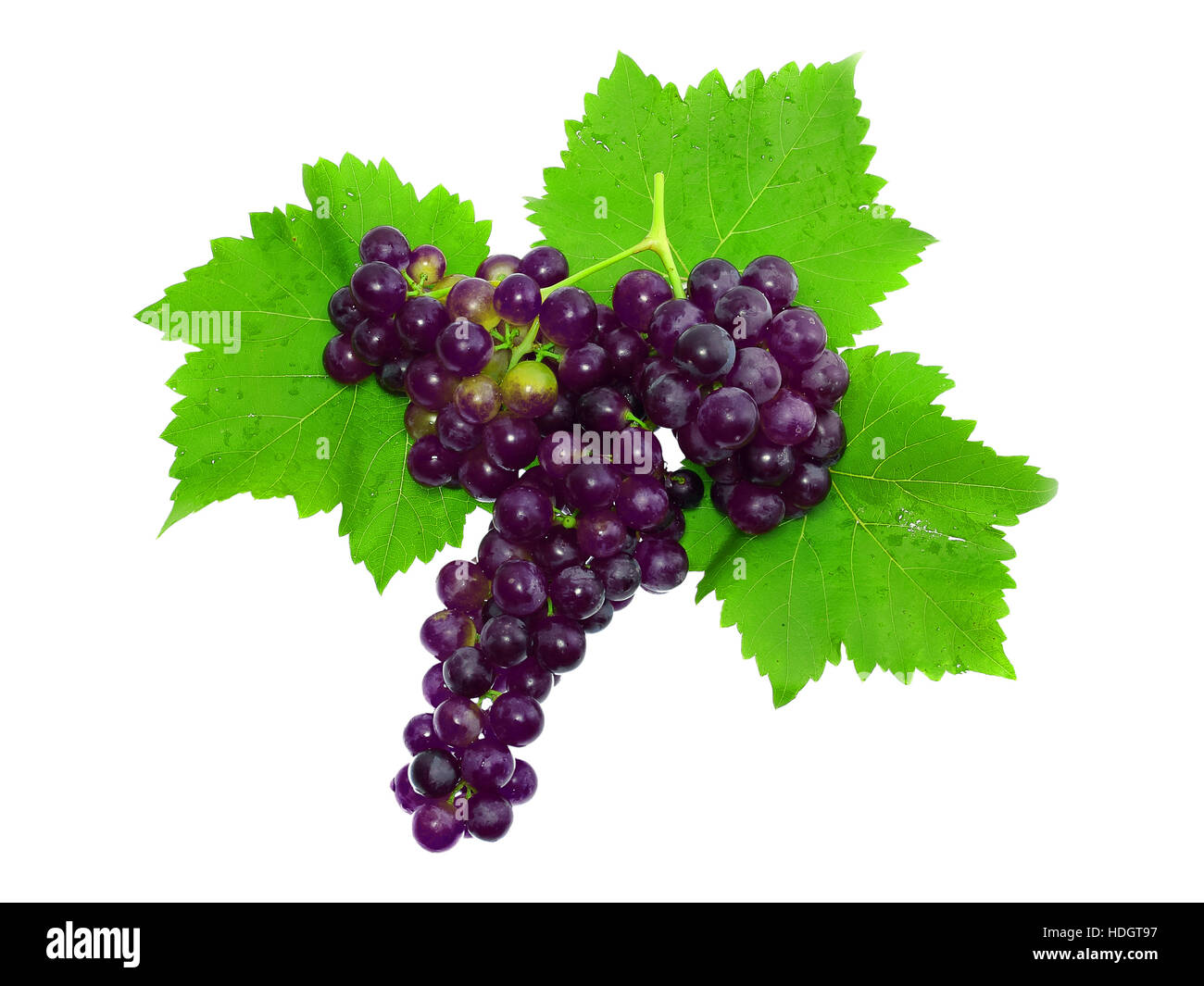 Branch of black grapes . Isolated over white Stock Photo Alamy
