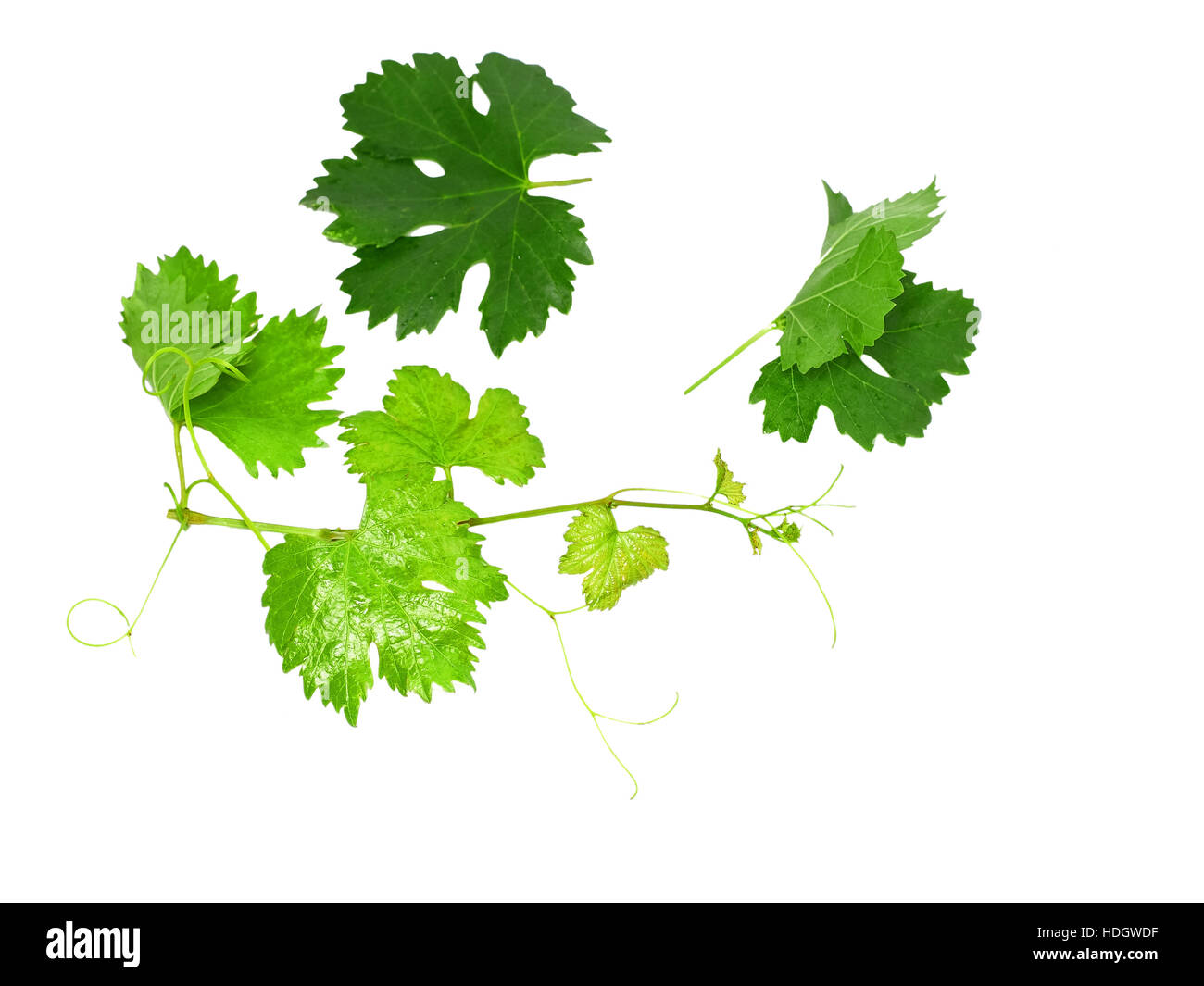 Grapes green leaf . Isoalted over white Stock Photo Alamy