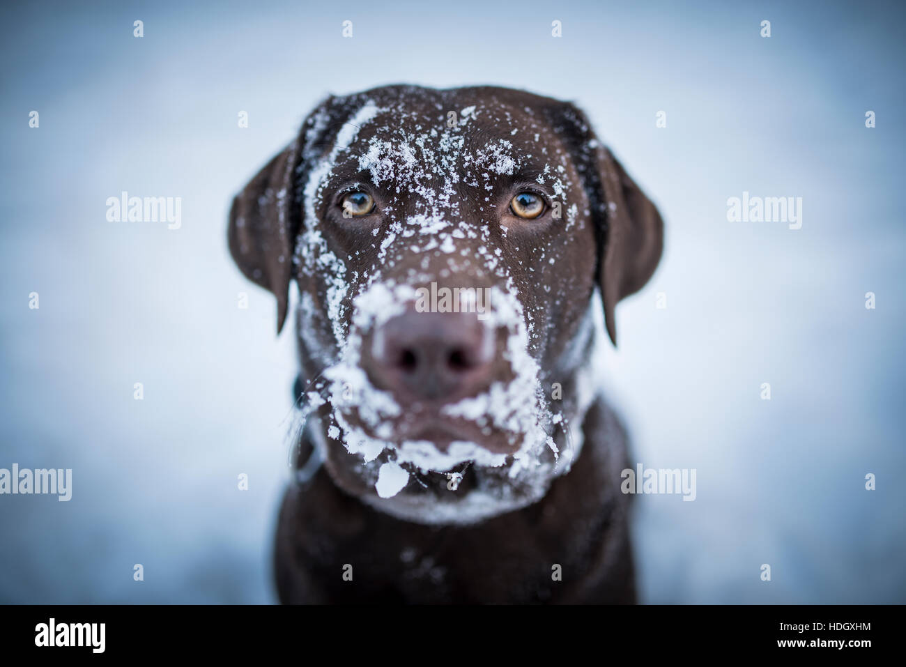 Brown Labrador Retriever looking funny with snow all over her face. Stock Photo