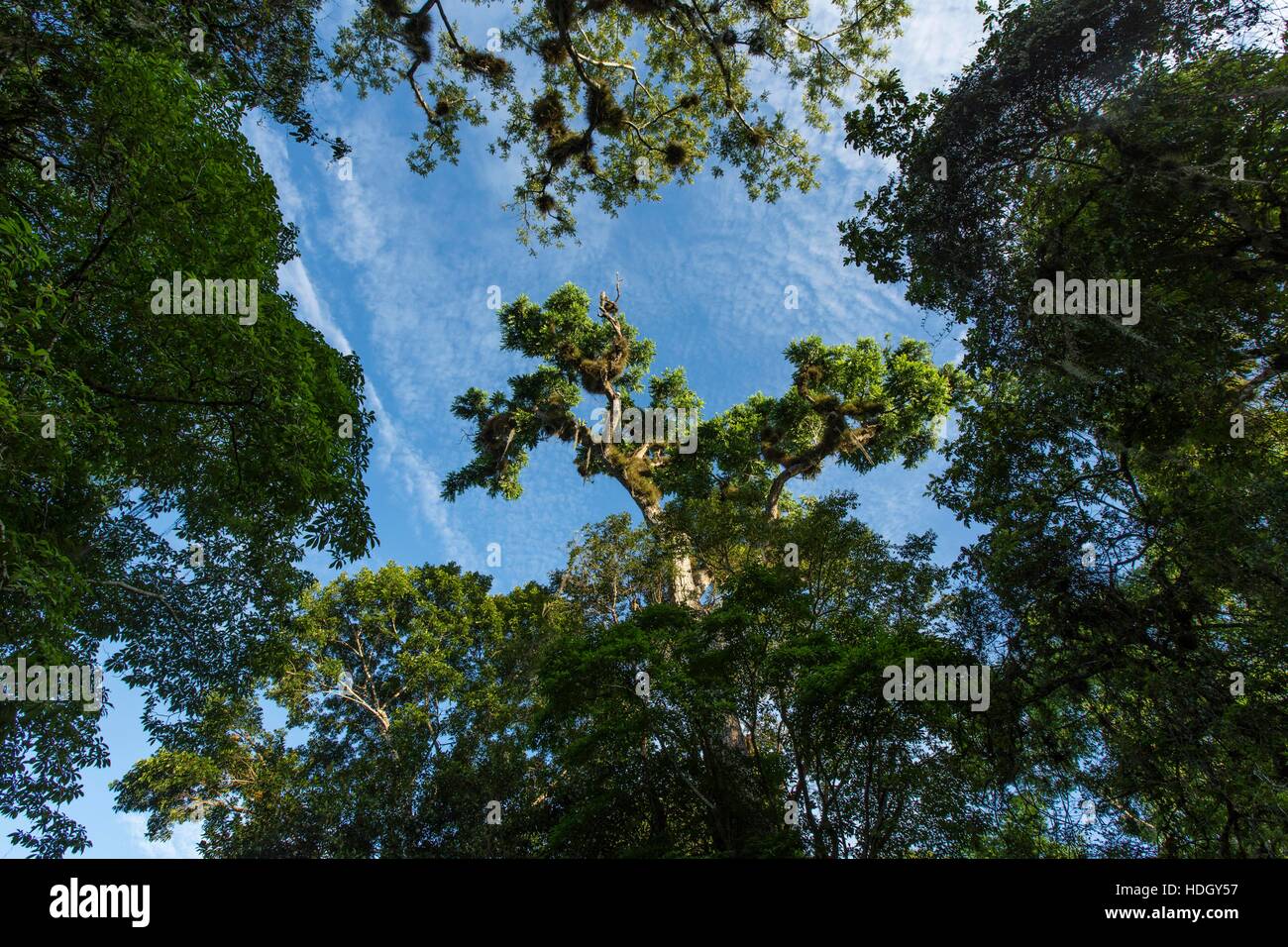 Ceiba or Kapok tree (Ceiba pentandra) in Tikal National Park, Guatemala