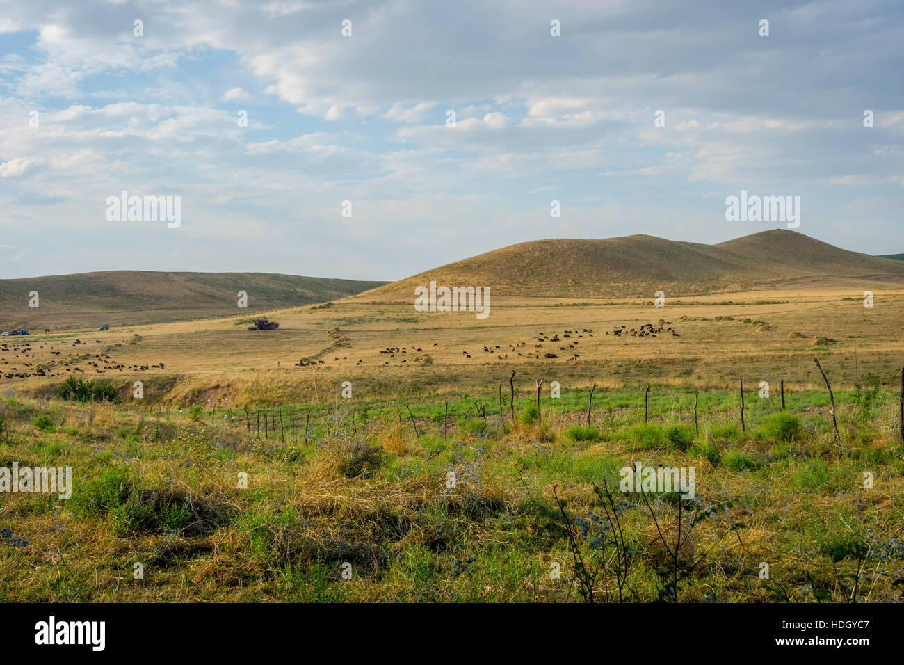 kirghiz steppe grassland