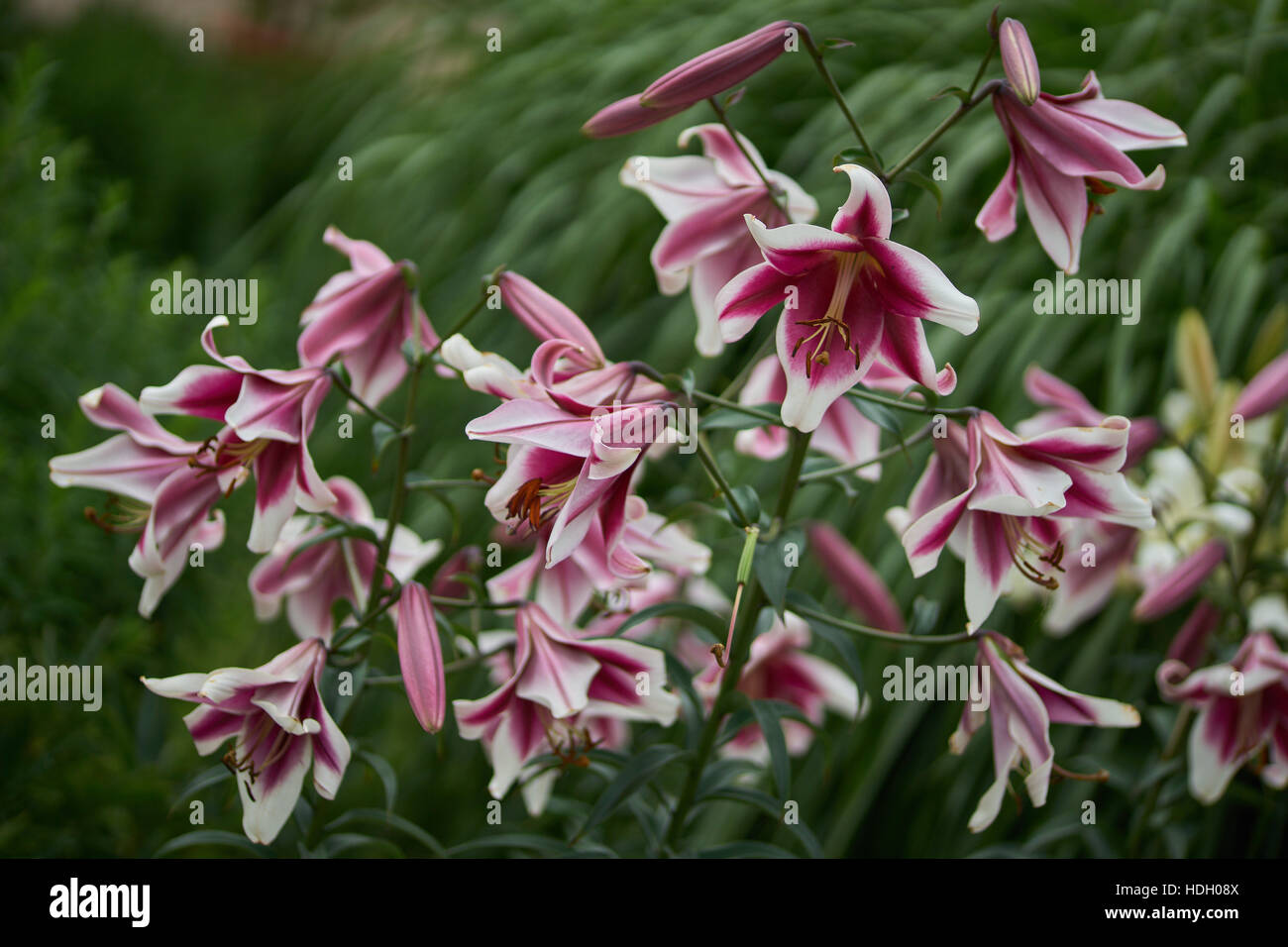 Lily flowers close up Lilium Friso Stock Photo