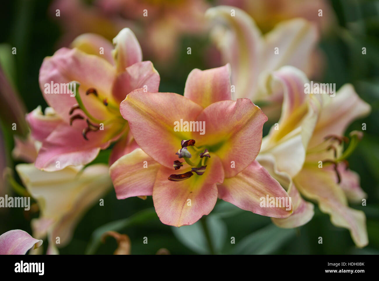 Pink And Yellow Lush Lily Flowers Close Up Lilium On Stage Stock Photo Alamy