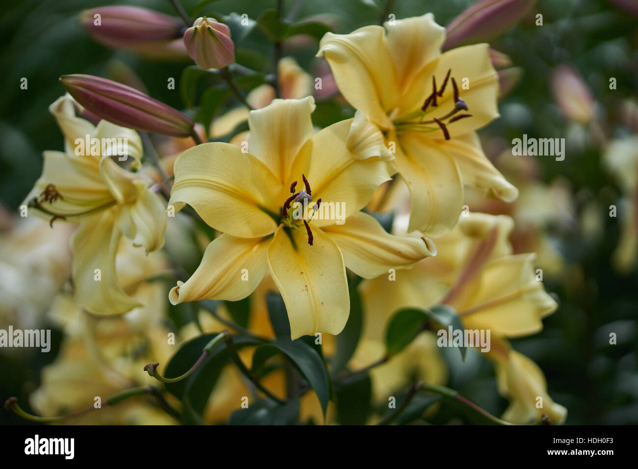 Yellow lush lily flowers close up Lilium Orania Stock Photo - Alamy