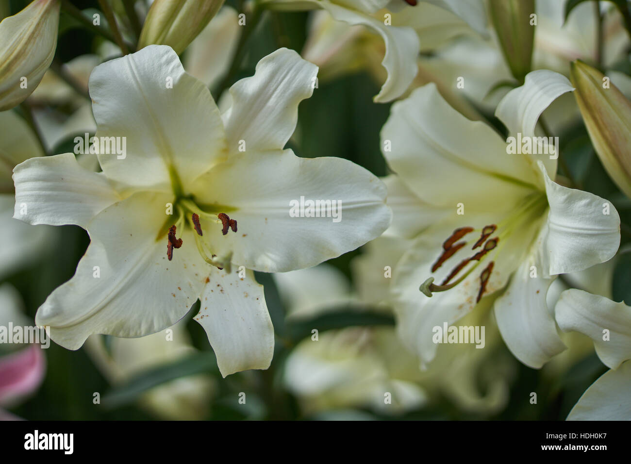 White lush lily flowers close up Lilium Pretty Woman Stock Photo