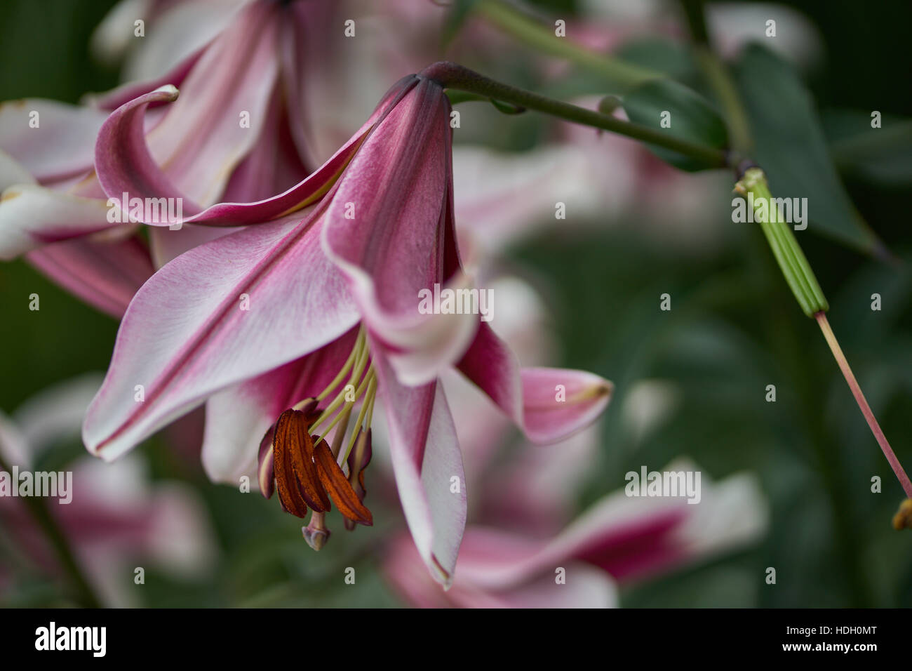 Lily flowers close up Lilium Friso Stock Photo Alamy
