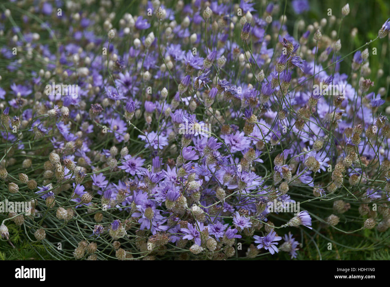 Cupid's dart, blue cupidone,cerverina flowers Catananche caerulea Stock  Photo - Alamy