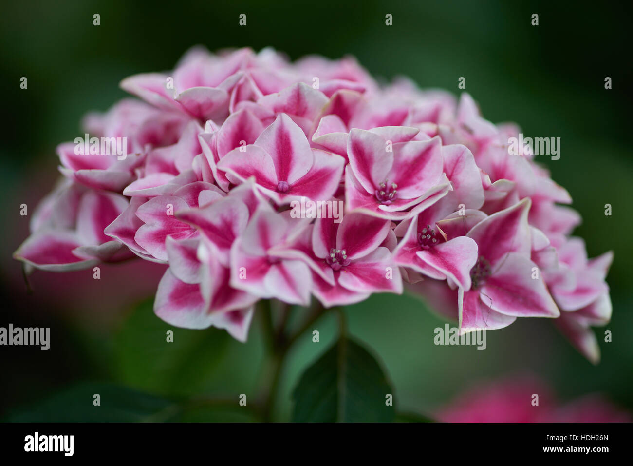 Pink lush hydrangea blossom with white petal edges close up Stock Photo ...