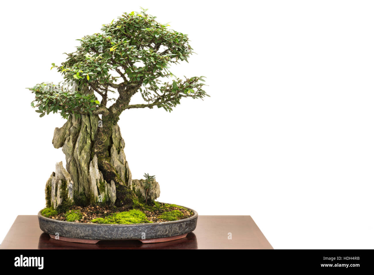 Chinese elm (Ulmus parvifolia as bonsai tree is growing over a rock Stock Photo