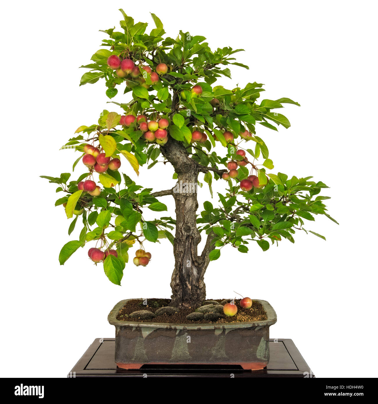 Bonsai apple tree (Malus) with red apples and green foliage Stock Photo