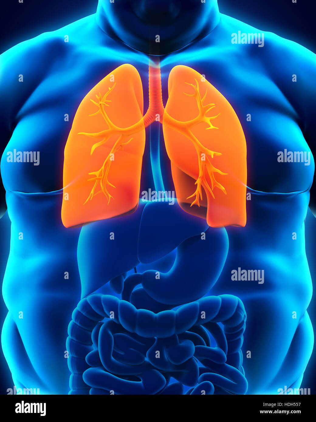 Respiratory System of Overweight Body Stock Photo