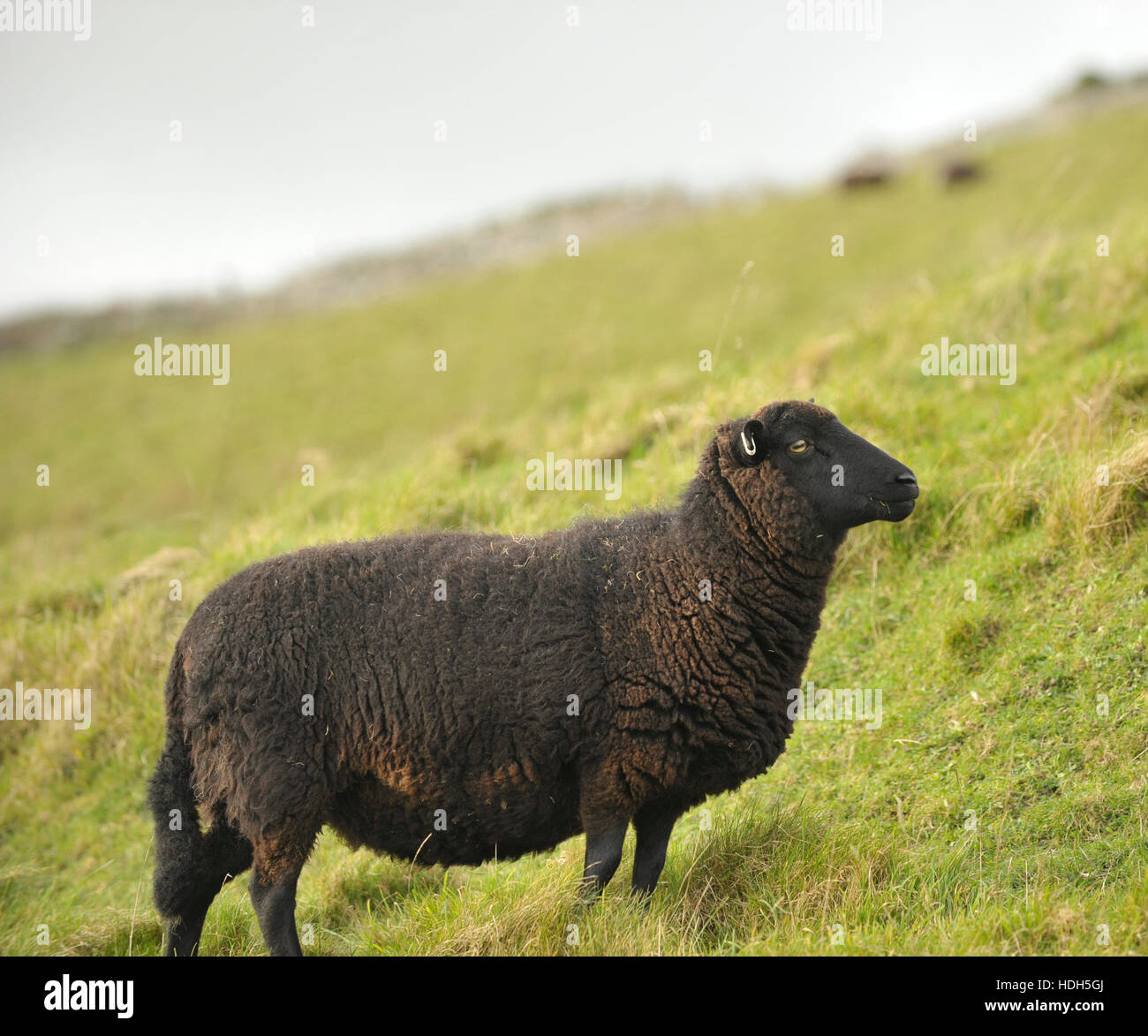 Black Welsh Mountain Sheep High Resolution Stock Photography and Images