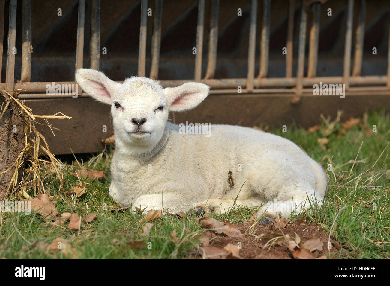 Lamb Lying Down High Resolution Stock Photography And Images Alamy