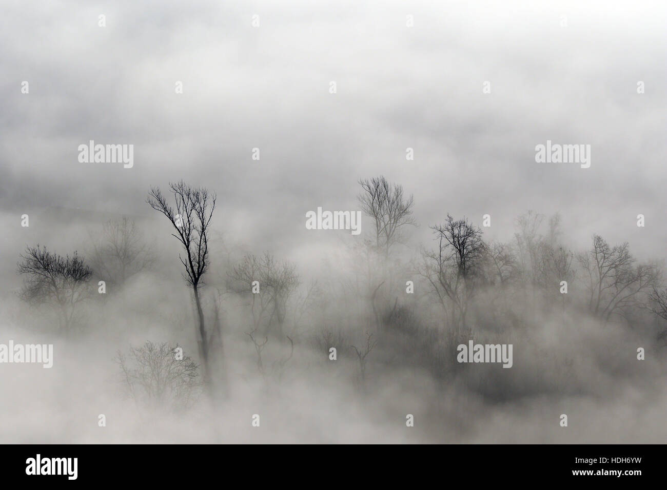 Aerial view of leafless trees peeking out of winter fog Stock Photo
