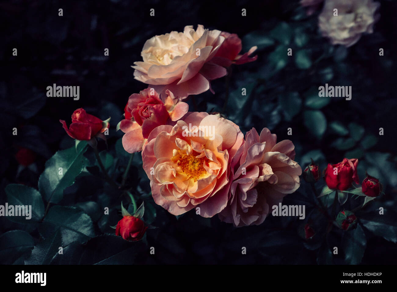 Roses blooming hi-res stock photography and images - Alamy
