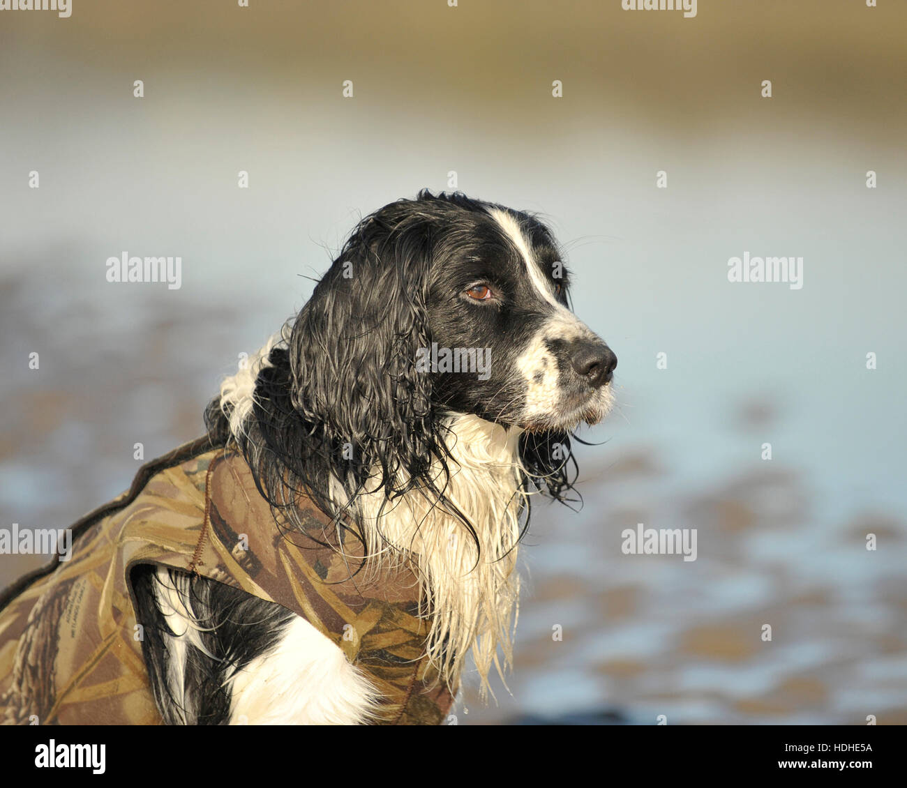 english springer spaniel, male, black and white, in wildfowling vest, on  wildfowling trip Stock Photo - Alamy
