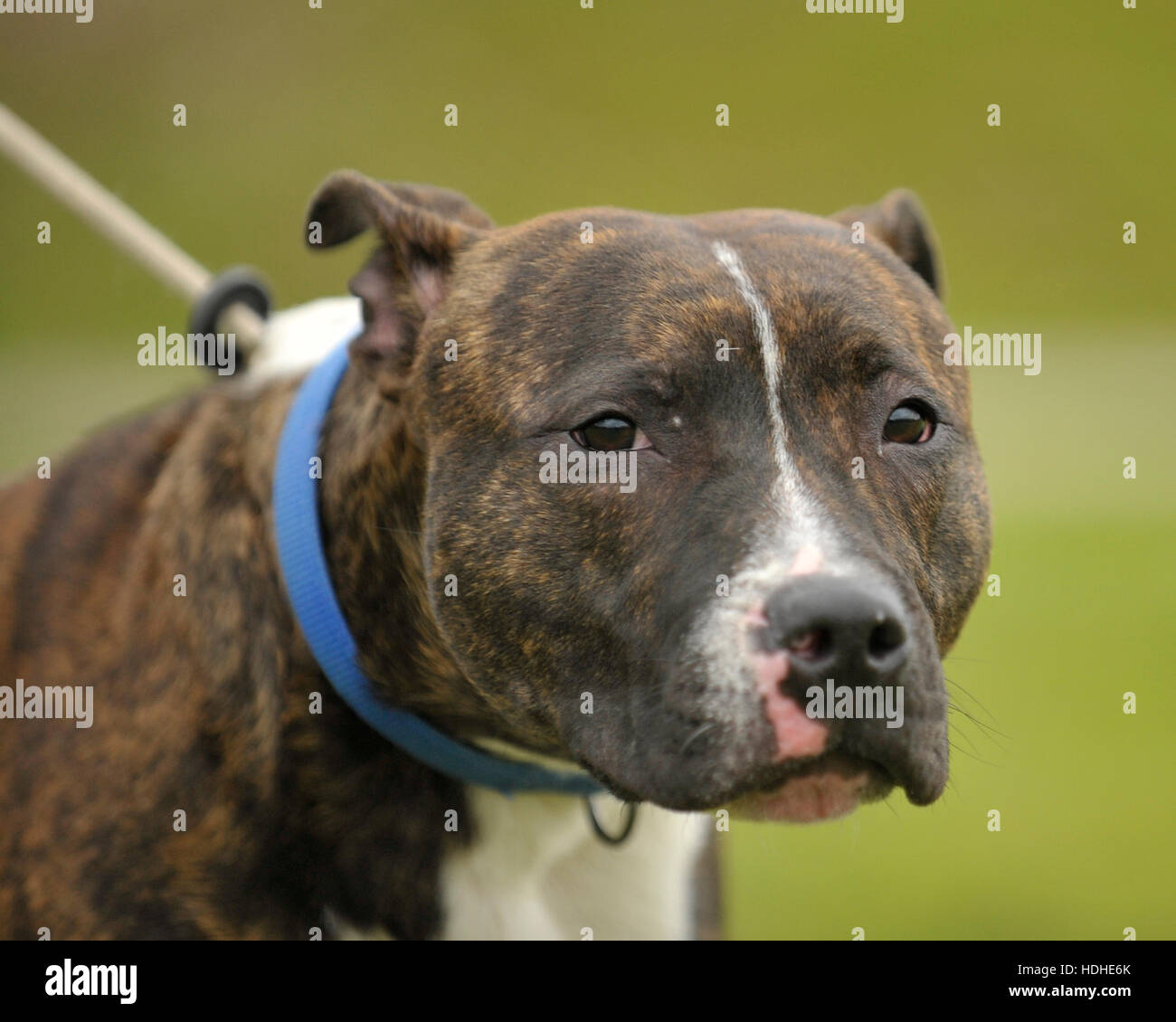 Pit Bull Terrier Attack High Resolution Stock Photography And Images Alamy