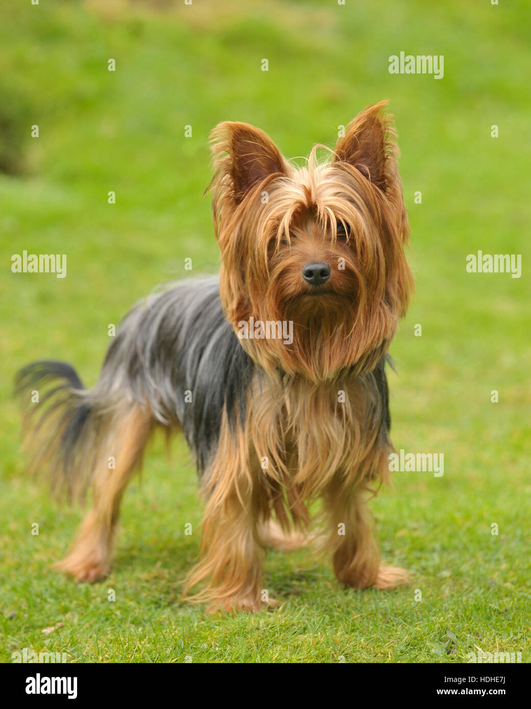 pedigree yorkshire terrier