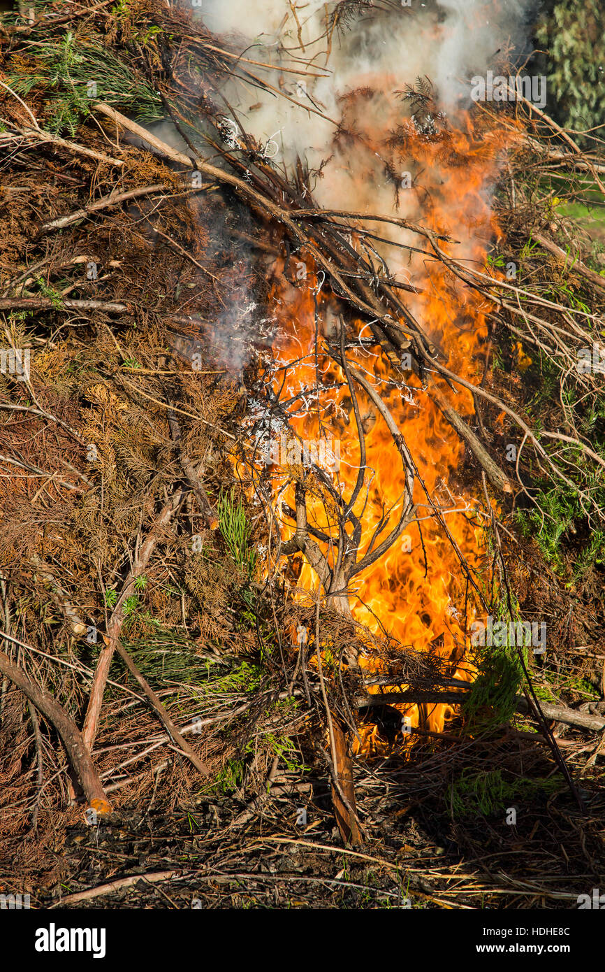 Trees burning in forest Stock Photo