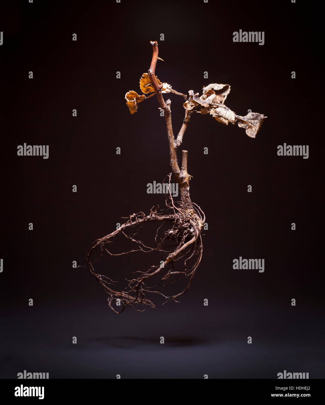 Dry branch against gray background Stock Photo