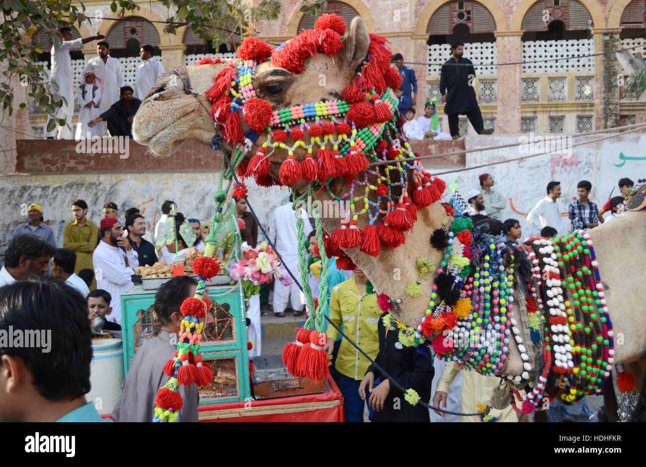 Hyderabad, Pakistan. 12th Dec, 2016. A man holding a camel and take part in the celebrtion of birth the birth anniversary of the Prophet Muhammad, called Mulid in Arabic Credit:  Janali Laghari/Pacific Press/Alamy Live News Stock Photo