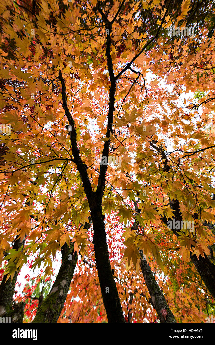 Westonbirt Arboretum, Gloucestershire, Enhgland, UK Stock Photo