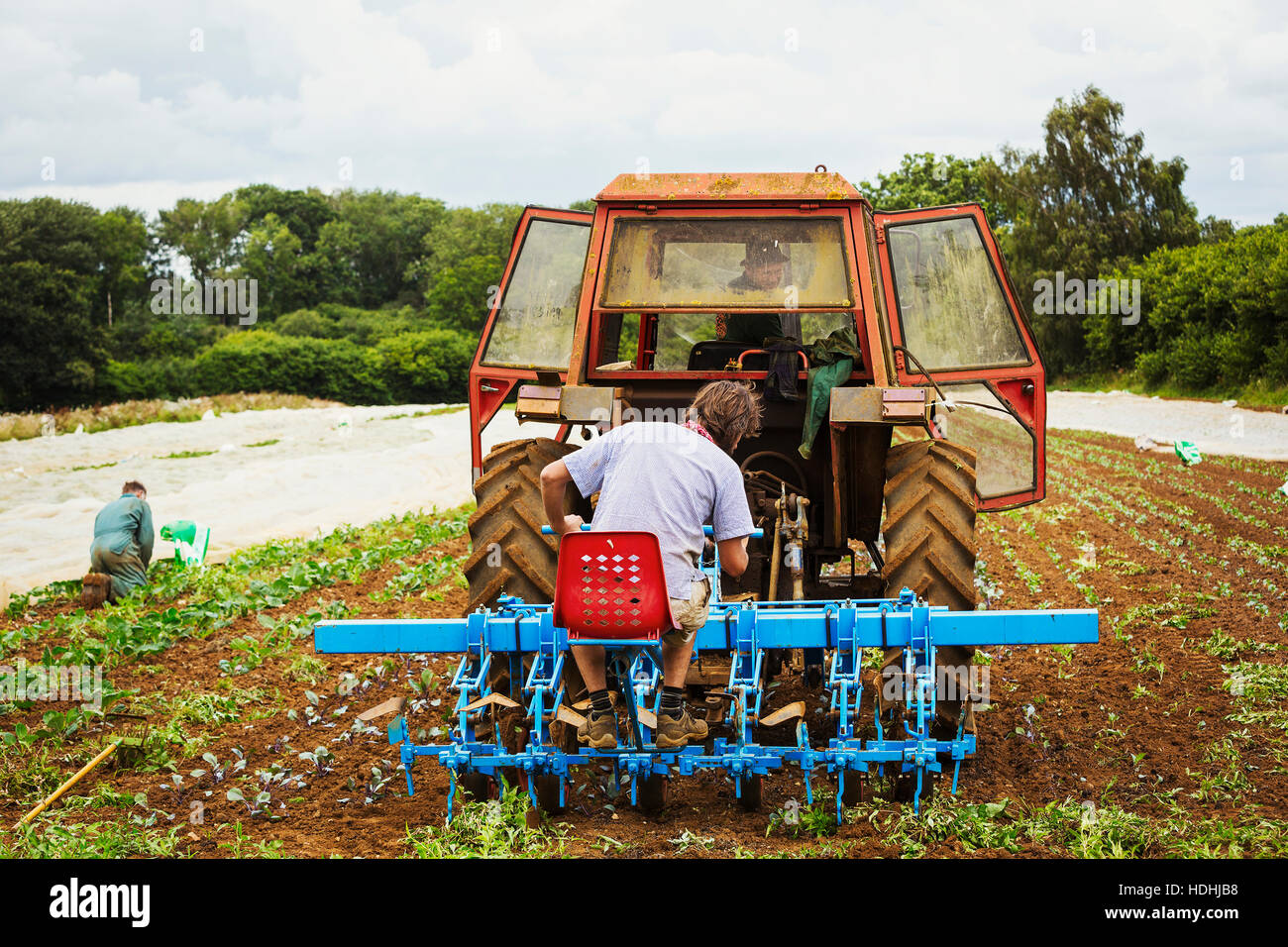 Two men driving a tractor pulling a cultivator weeding between rows of ...