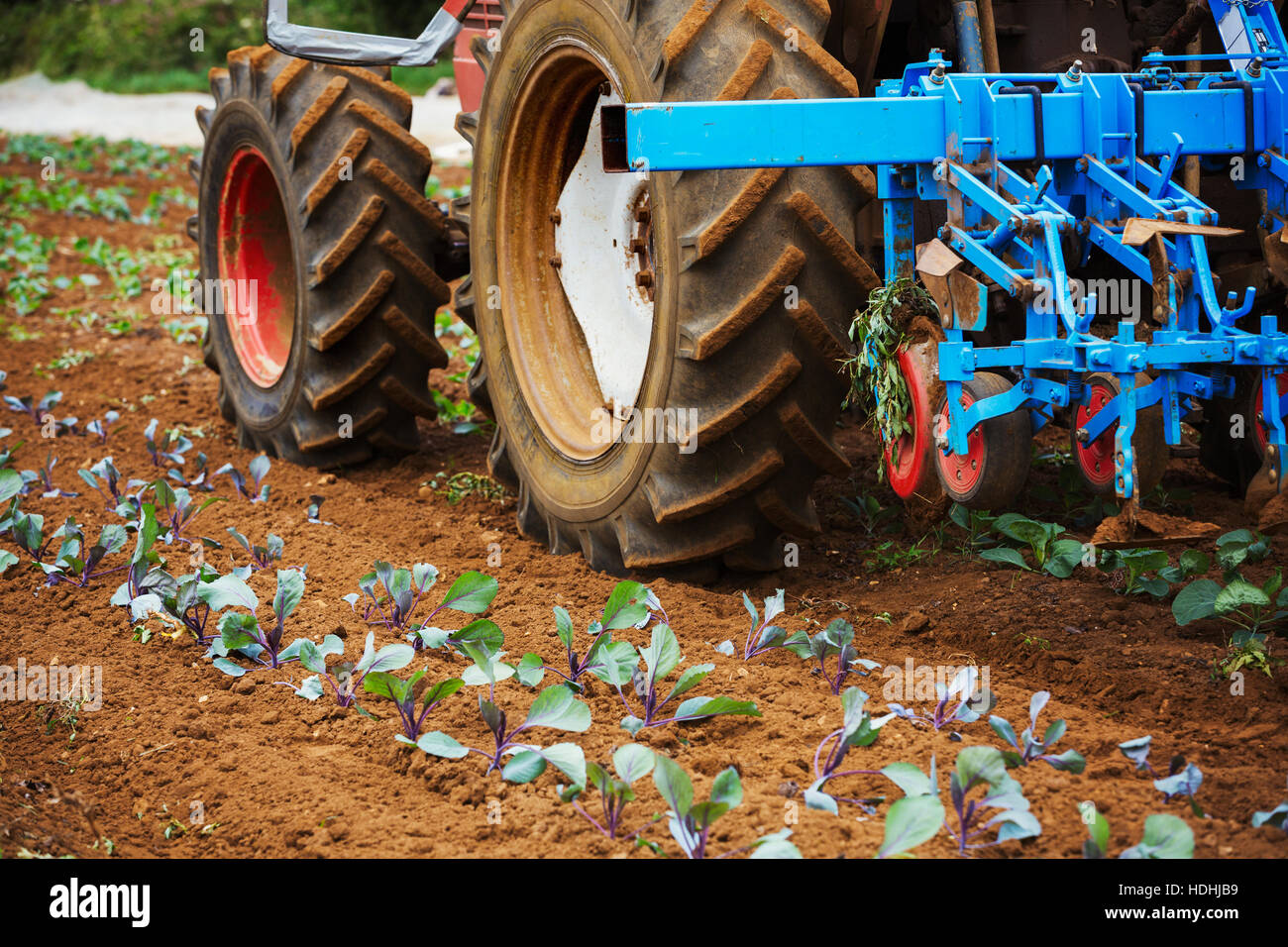 Tractor pulling a cultivator over a field with rows of small plants. Stock Photo