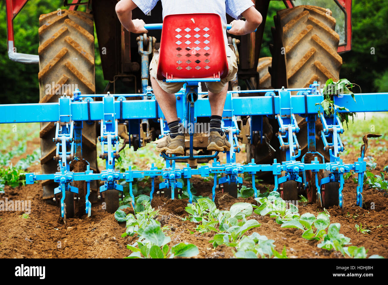 Two men driving a tractor pulling a cultivator weeding between rows of plants. Stock Photo