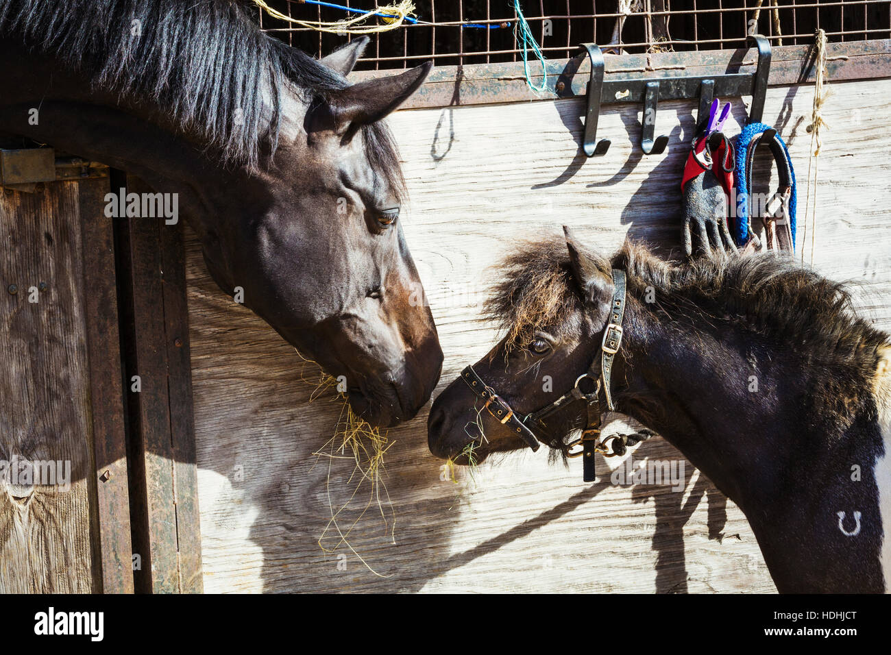 A horse and a pony looking at each other in a stable. Stock Photo