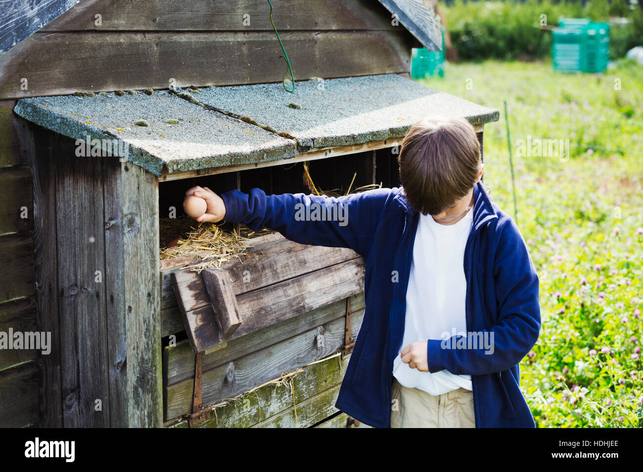 A boy collecting eggs from the henhouse coop. Stock Photo